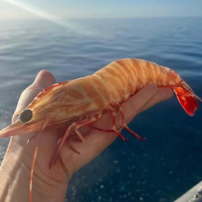 Skull Island Wild-Caught Extra Large Tiger Prawns U6/8 - 3kg