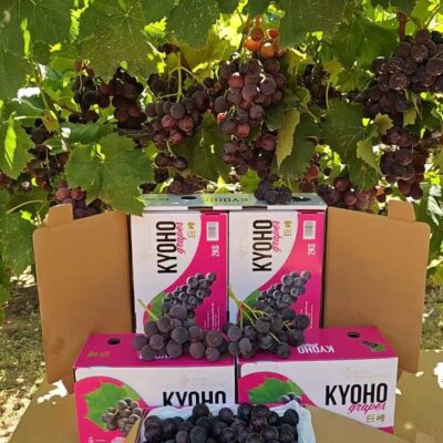 GEMS Kyoho Grapes Gift Box - Australian Grown, 4kg (2 Boxes of 2kg)