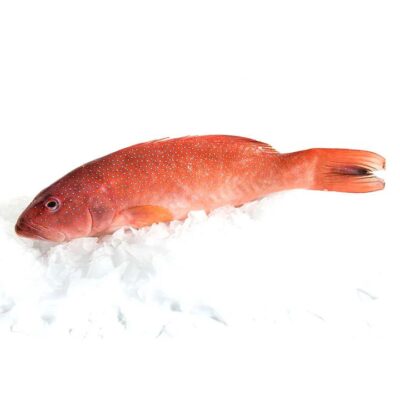 Fresh Coral Trout (Scaled and Gutted) - 2kg | (No Sunday Delivery)