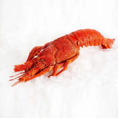 Frozen Southern Rock Lobster (Cooked) - Whole 900g-1kg | (No Sunday Delivery)