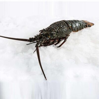 Live Eastern Rock Lobster - 1.1kg | (No Sunday Delivery)