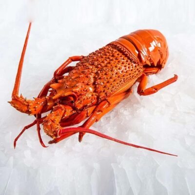 Eastern Rock Lobster - Cooked, Whole 900g-1kg | (No Sunday Delivery)